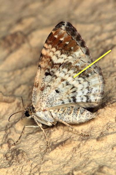 Epirrhoe alternata o Epirrhoe rivata? E. alternata